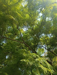 阳光下的翠绿繁茂树叶