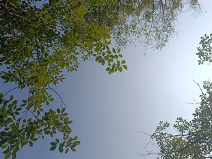 仰视蓝天绿叶清新画面