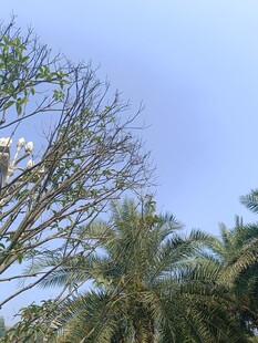 蓝天映衬下的繁茂树木