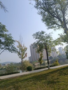 城市公园中的绿树与建筑