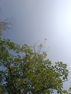 阳光下的繁茂枝叶