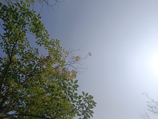 阳光下的绿树蓝天