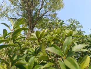 绿叶繁茂的树木景观