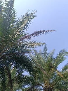 蓝天映衬下的棕榈树