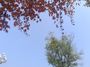 蓝天红叶绿树相映成趣