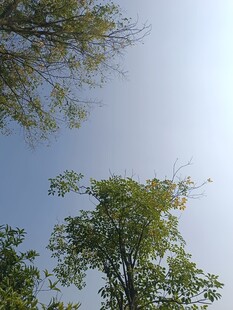 仰视绿树蓝天