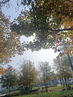 秋日公园树林景致