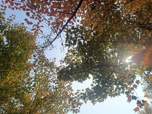 秋日林间阳光透过树叶