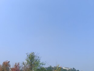 蓝天绿树风景图