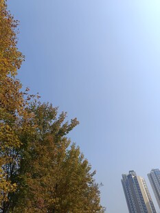 秋日树木与高楼景致