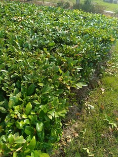 绿色蔬菜种植田景观