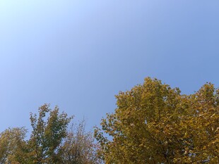 秋日树梢上的晴朗天空