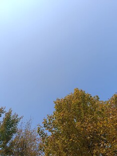 秋日树梢上的晴朗天空