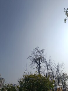 蓝天之下的树木景致