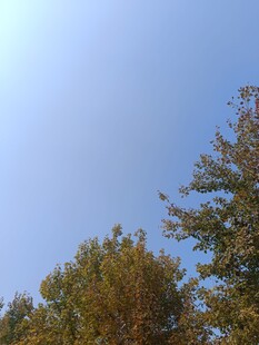 秋日蓝天与树梢景色