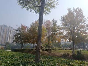 秋日公园树木与绿植景观