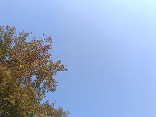 蓝天映衬下的多彩树叶