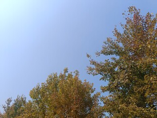 秋日树梢与晴朗蓝天