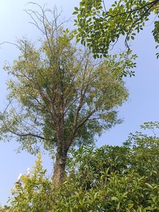 蓝天映衬下的葱郁树木