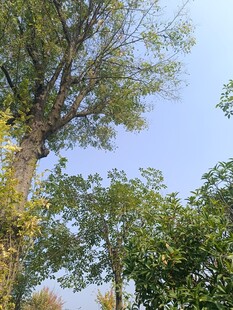 秋日葱郁树木景观