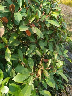 绿叶红果的植物景观