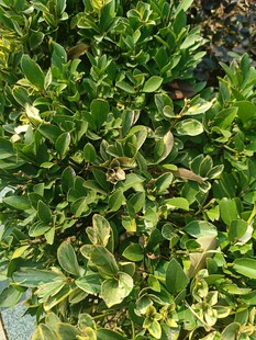 翠绿繁茂的绿植景观