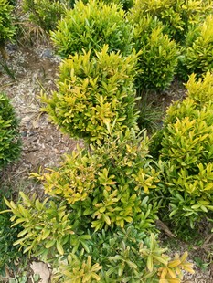 翠绿灌木丛景观