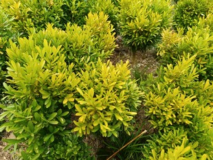 金黄绿叶植物景观