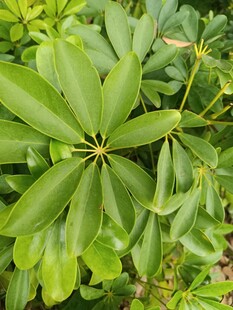 翠绿掌状叶片植物特写