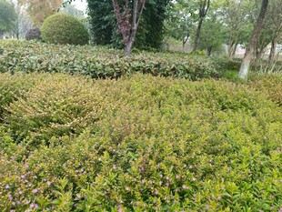 绿意盎然的户外植物景观