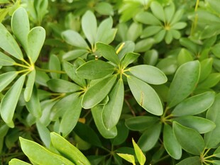 翠绿鹅掌柴叶片特写