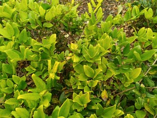 翠绿繁茂的绿植景观