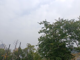 户外绿树与阴沉天空景象