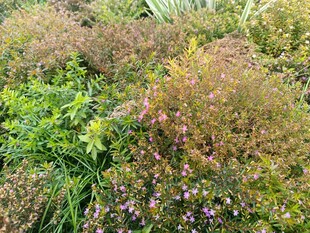 多彩繁茂的野生植物景观