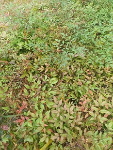 多彩植物覆盖的地面景观