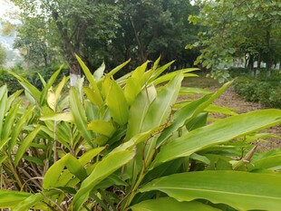 翠绿植物展现自然生机