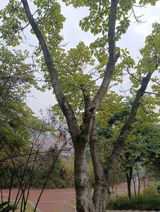 公园中高大繁茂的树木