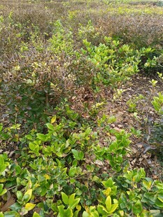 野外繁茂的绿色植物景观