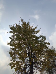 挺拔绿树映蓝天