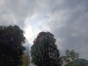 阴天下的葱郁树木