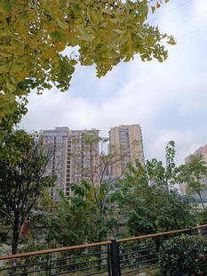城市中绿树环绕的建筑景观