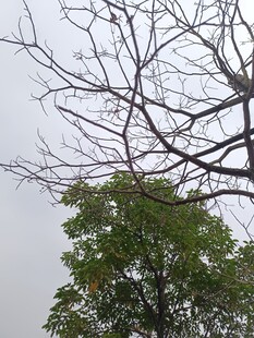 枯树与绿树对比景象