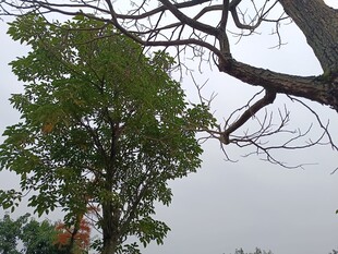 树下人物与伸展的树枝