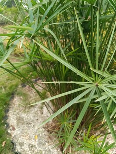 石边生长的翠绿蒲葵植物