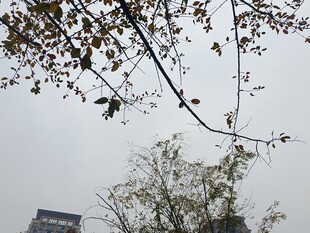 枝头小鸟与朦胧背景