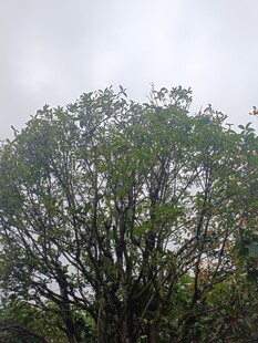 云雾中的葱郁树木