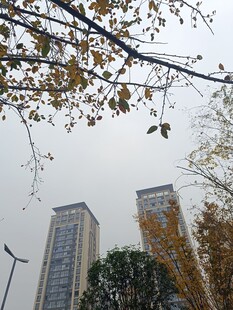 秋日城市高楼与树枝景观