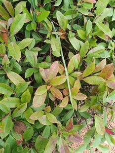 绿叶红边植物特写