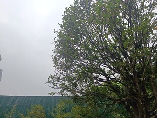 雾中树木与远方景致