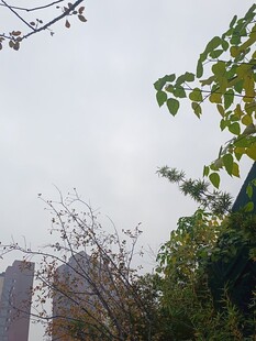 城市中绿植与高楼的景致